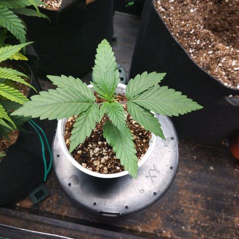 MAC1 S1 growlog timeline photo