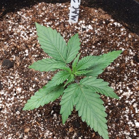 MAC1 S1 growlog timeline photo