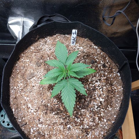 MAC1 S1 growlog timeline photo