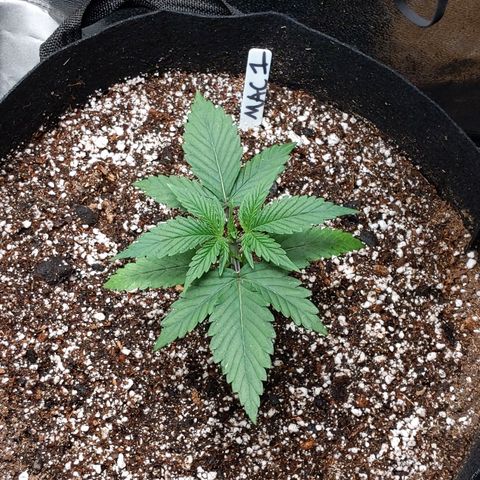 MAC1 S1 growlog timeline photo