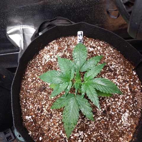 MAC1 S1 growlog timeline photo