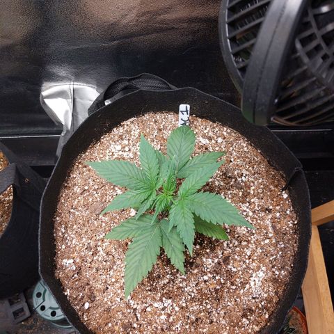 MAC1 S1 growlog timeline photo