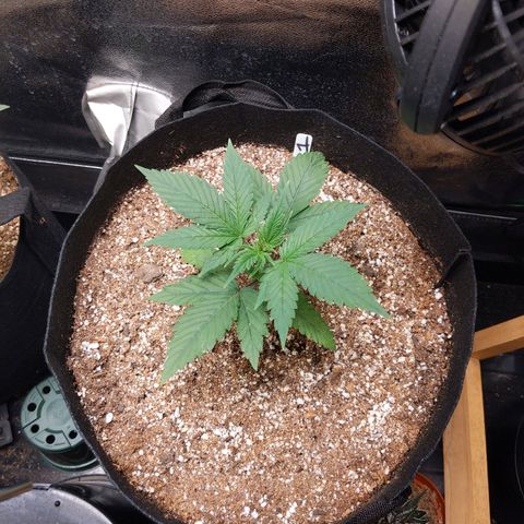 MAC1 S1 growlog timeline photo