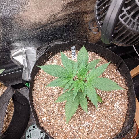 MAC1 S1 growlog timeline photo