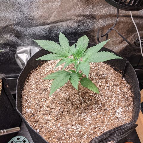 MAC1 S1 growlog timeline photo