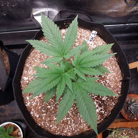 MAC1 S1 growlog timeline photo