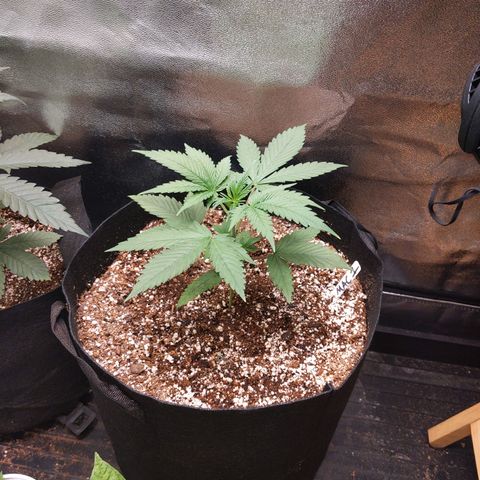 MAC1 S1 growlog timeline photo