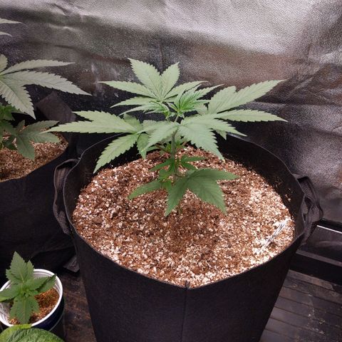 MAC1 S1 growlog timeline photo
