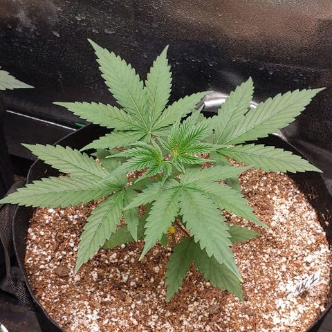MAC1 S1 growlog timeline photo