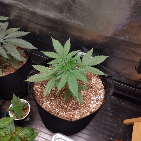 MAC1 S1 growlog timeline photo