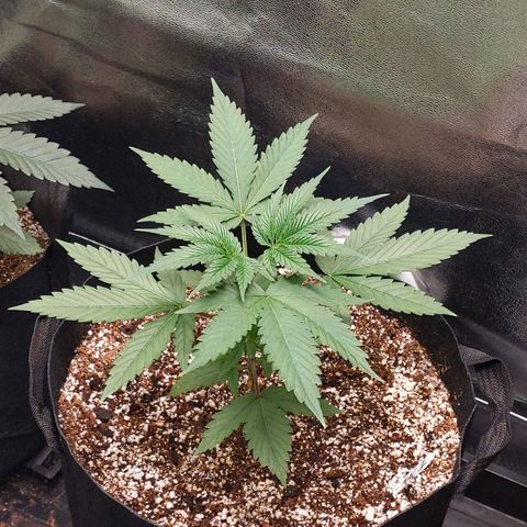 MAC1 S1 growlog timeline photo