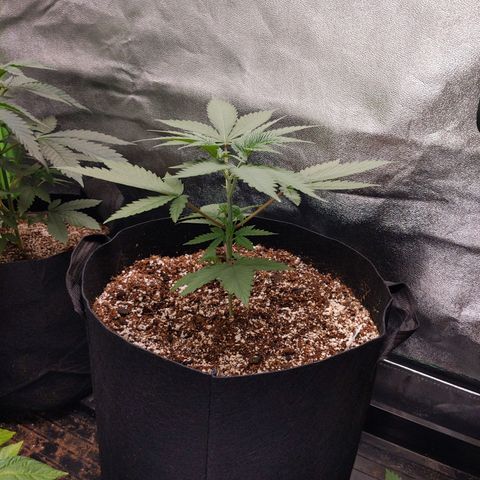 MAC1 S1 growlog timeline photo