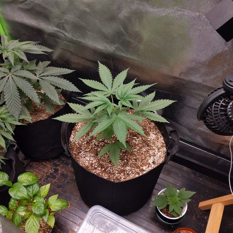 MAC1 S1 growlog timeline photo