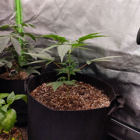 MAC1 S1 growlog timeline photo