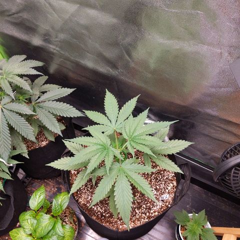 MAC1 S1 growlog timeline photo
