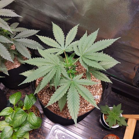 MAC1 S1 growlog timeline photo