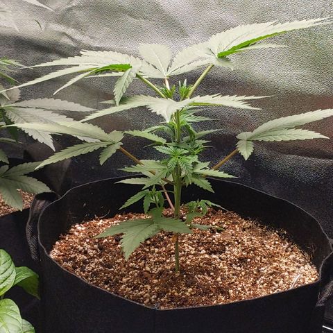 MAC1 S1 growlog timeline photo