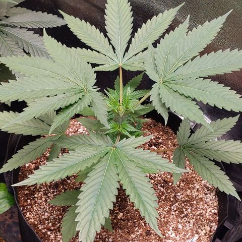MAC1 S1 growlog timeline photo