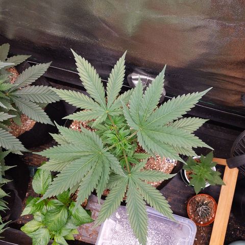 MAC1 S1 growlog timeline photo