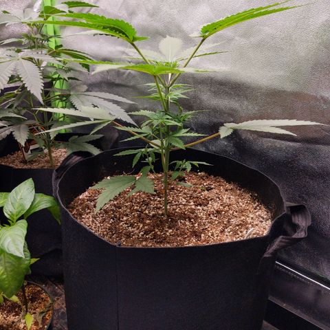 MAC1 S1 growlog timeline photo