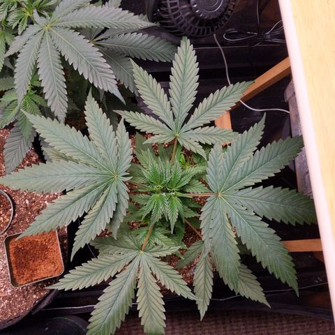 MAC1 S1 growlog timeline photo