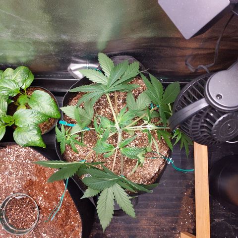 MAC1 S1 growlog timeline photo