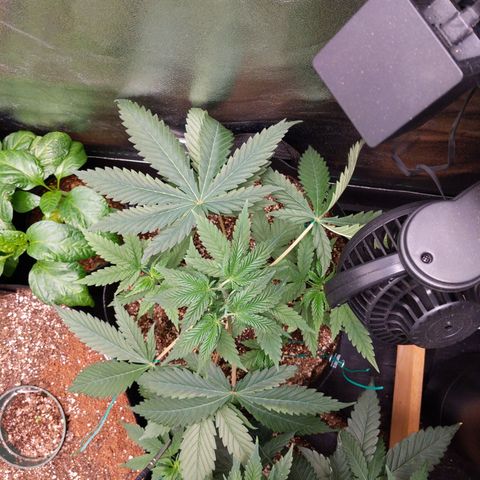 MAC1 S1 growlog timeline photo