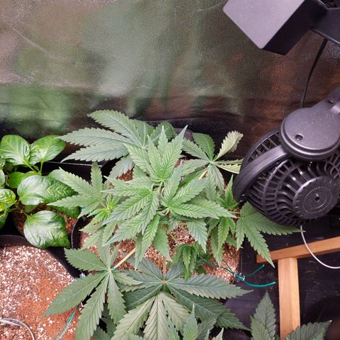 MAC1 S1 growlog timeline photo