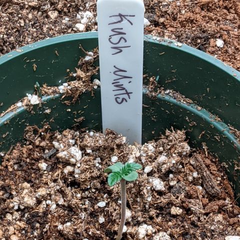 Kush Mints growlog timeline photo