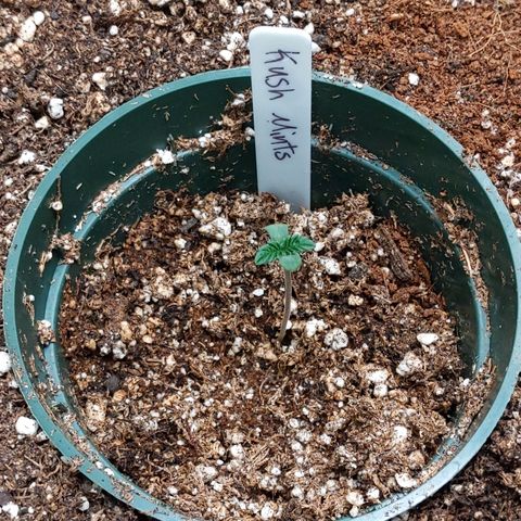 Kush Mints growlog timeline photo