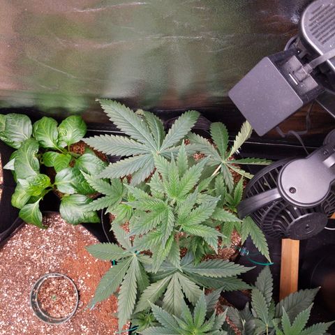 MAC1 S1 growlog timeline photo