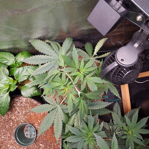 MAC1 S1 growlog timeline photo