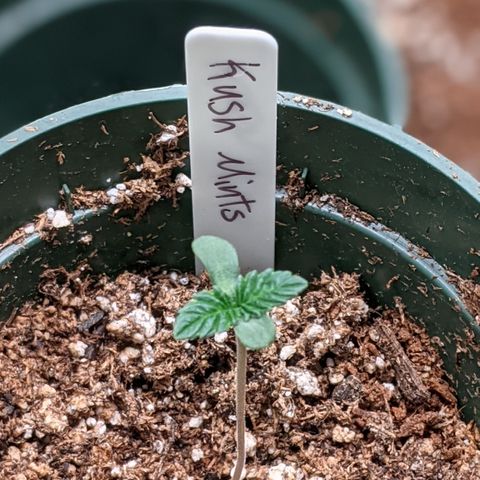 Kush Mints growlog timeline photo