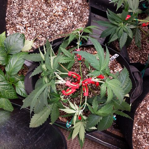 MAC1 S1 growlog timeline photo