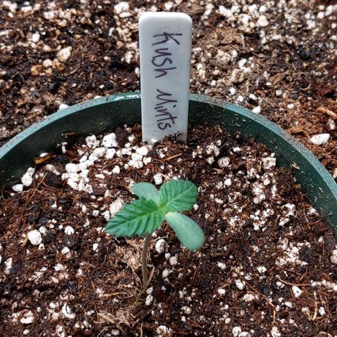 Kush Mints growlog timeline photo