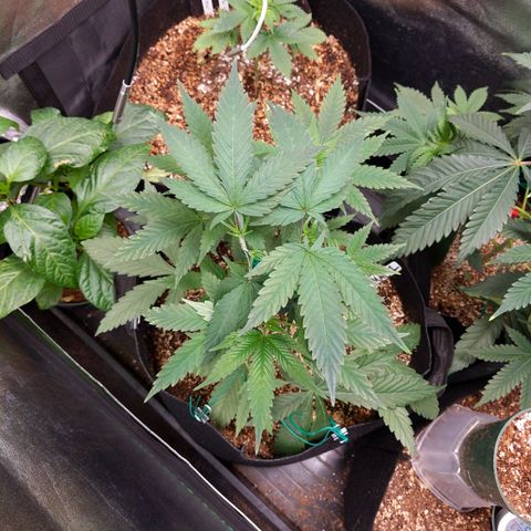 MAC1 S1 growlog timeline photo
