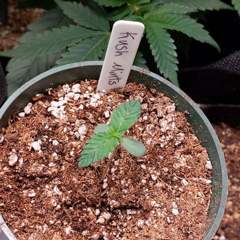 Kush Mints growlog timeline photo