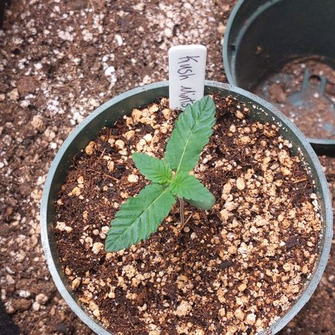 Kush Mints growlog timeline photo
