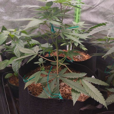 MAC1 S1 growlog timeline photo