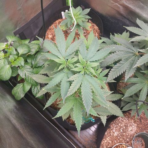 MAC1 S1 growlog timeline photo