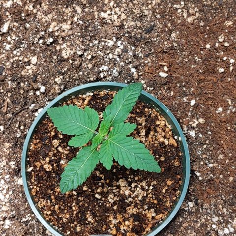 Kush Mints growlog timeline photo