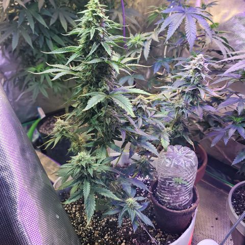 Strawberry Cheesecake Auto growlog timeline photo