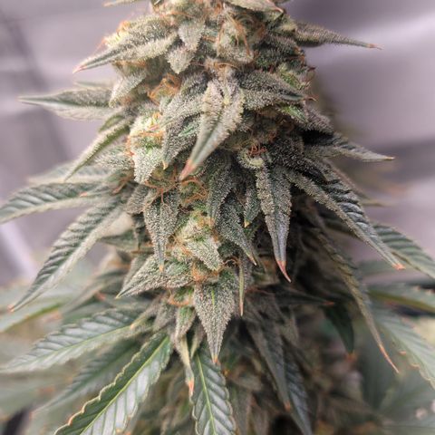 Strawberry Cheesecake Auto growlog photo: Think about 2 weeks 