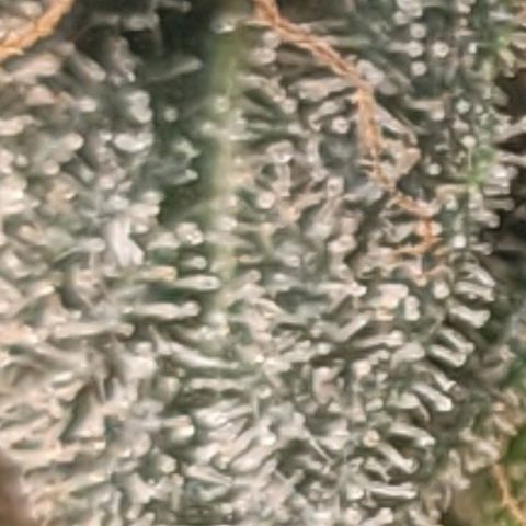 Strawberry Cheesecake Auto growlog timeline photo