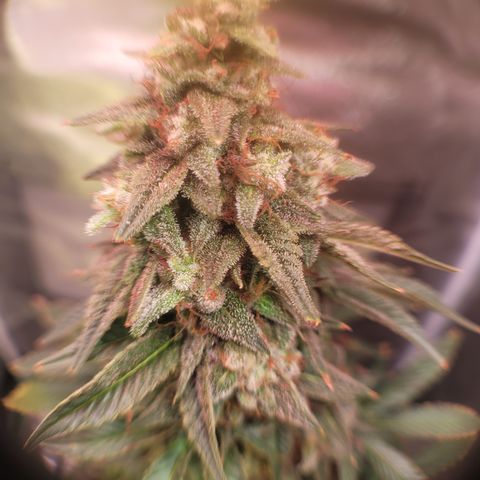 Strawberry Cheesecake Auto growlog timeline photo