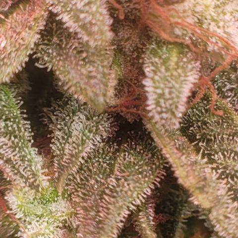 Strawberry Cheesecake Auto growlog timeline photo
