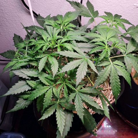 Diesel  growlog timeline photo
