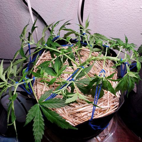 Diesel  growlog timeline photo