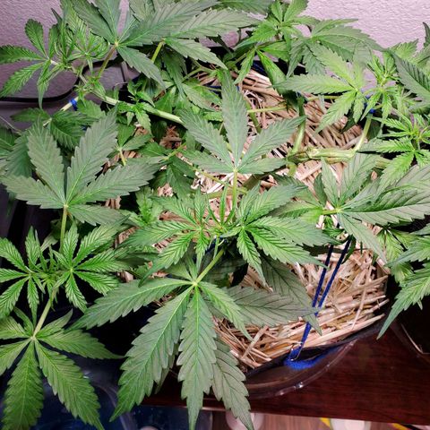 Diesel  growlog timeline photo