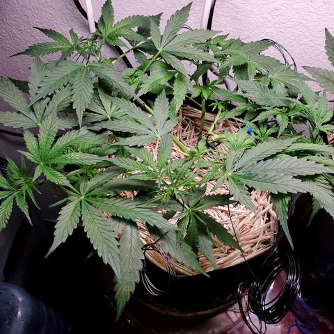 Diesel  growlog timeline photo